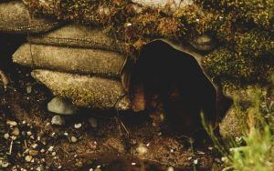 Почистване и изпомпване на септични ями